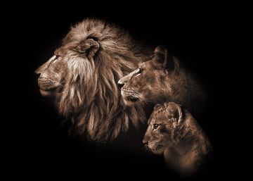 Lions power op glas 70x100